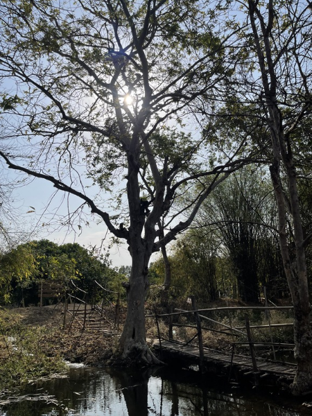 Mature Terminalia arjuna tree on a riverbank
